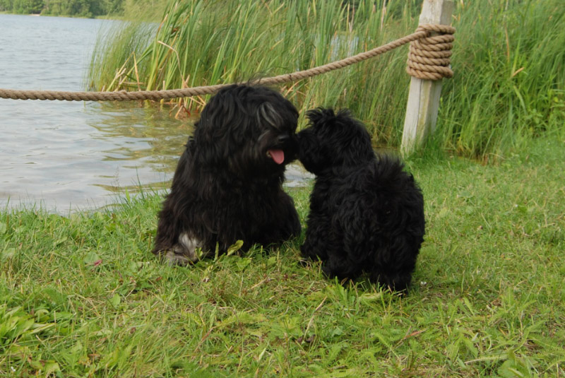 Havanese camping