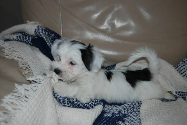 Havanese puppies