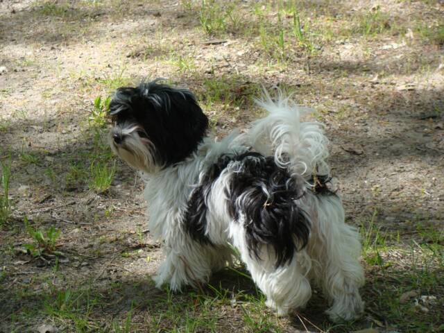 Havanese Pictures