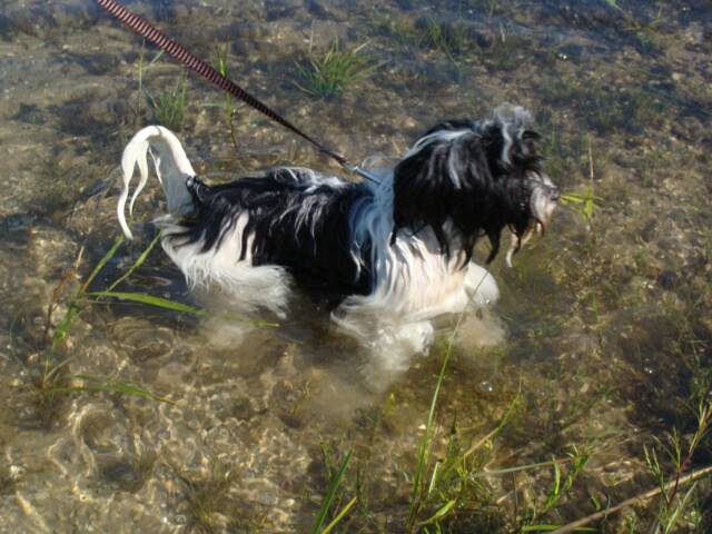 Havanese swimming