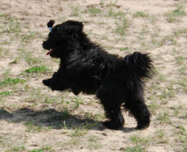 Havanese, Havana Silk Dog puppies