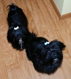 Havanese Pictures