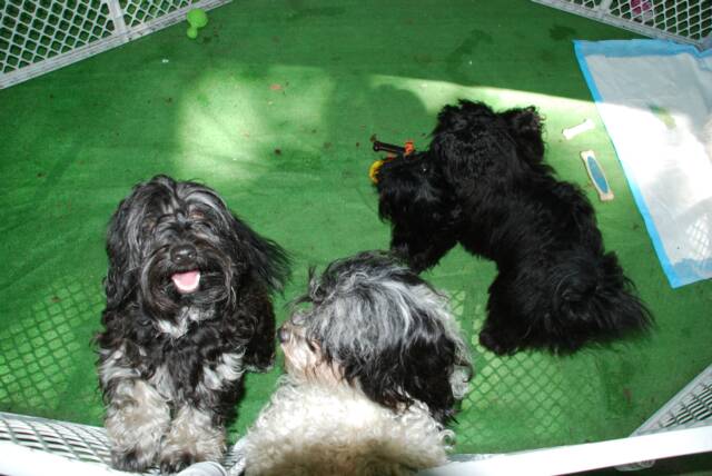 Havanese camping