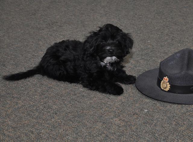 Havanese, Havana Silk Dog puppy pictures