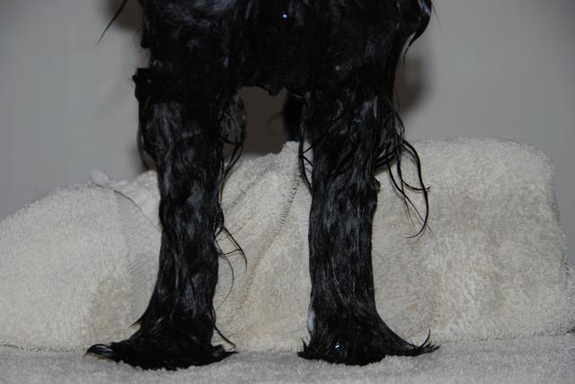 Havanese straight legs