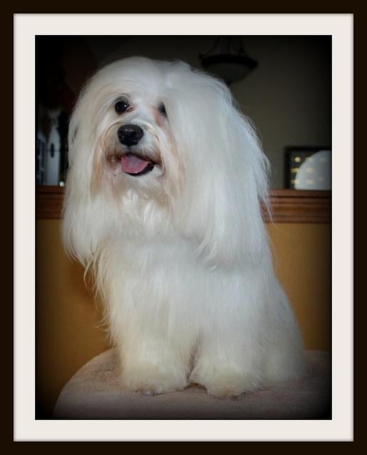 Havanese companions