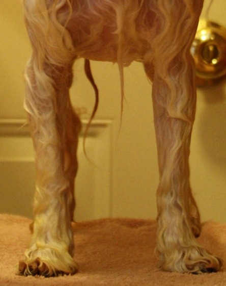Havanese straight legs