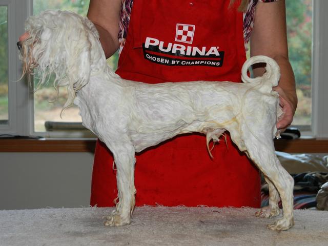 Havanese soaped pictures