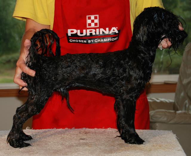 Havanese soaped photo