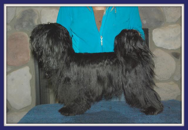 Havanese breeder in Michigan