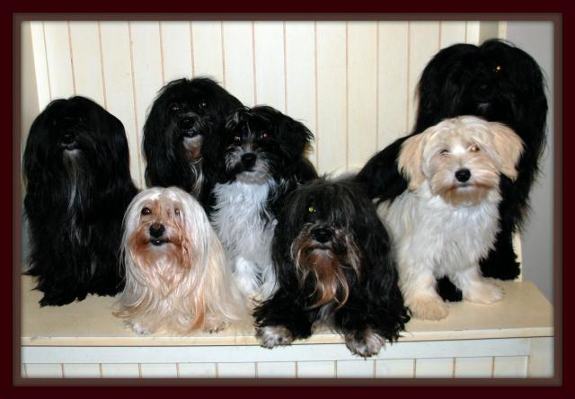 Havanese