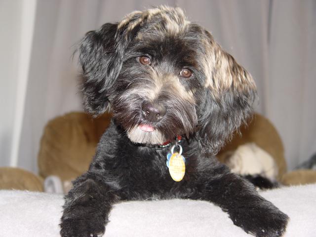 Havanese