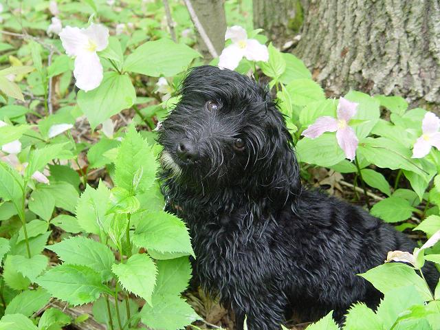 Havanese garden