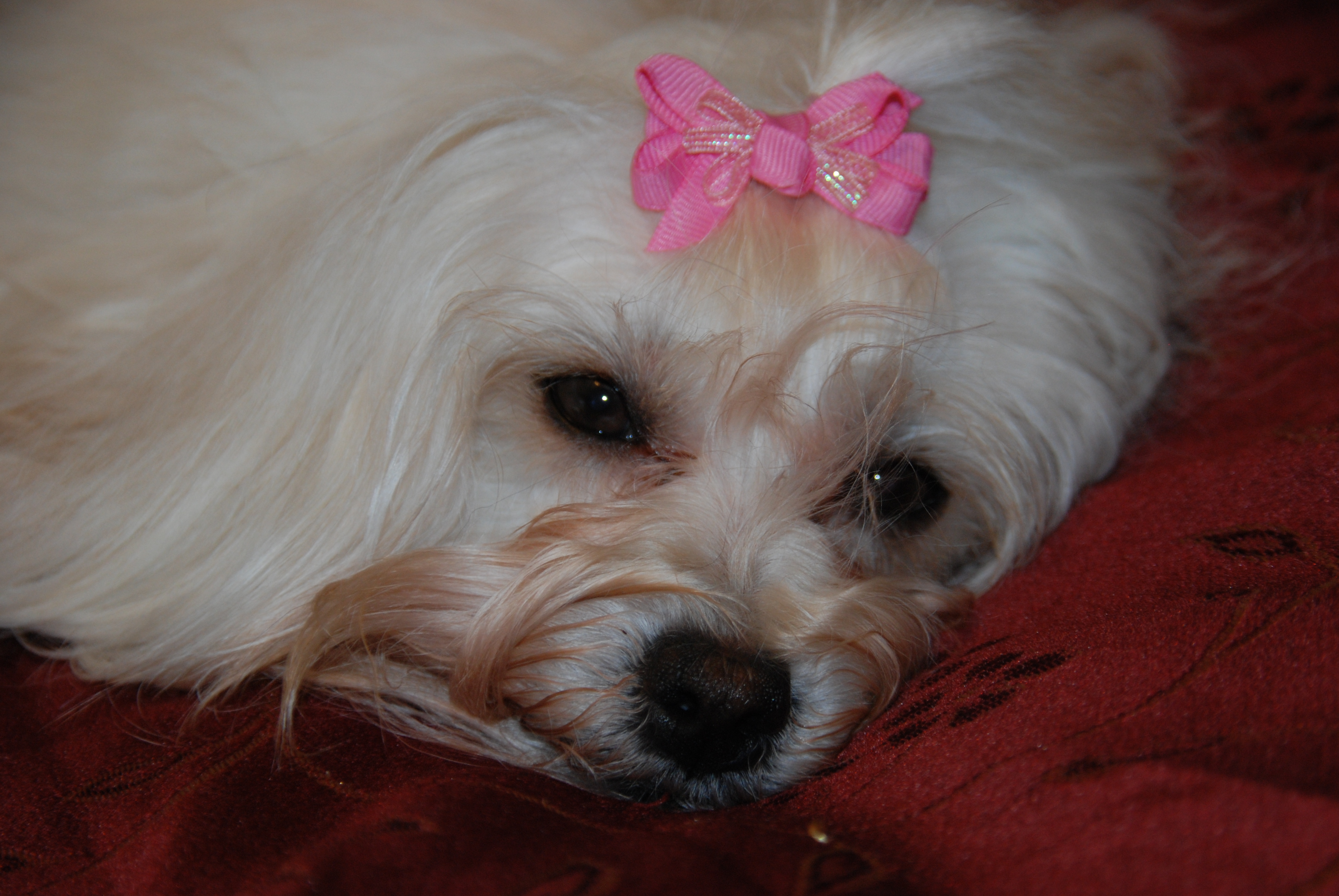 Havanese