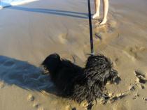 Havanese on the beach