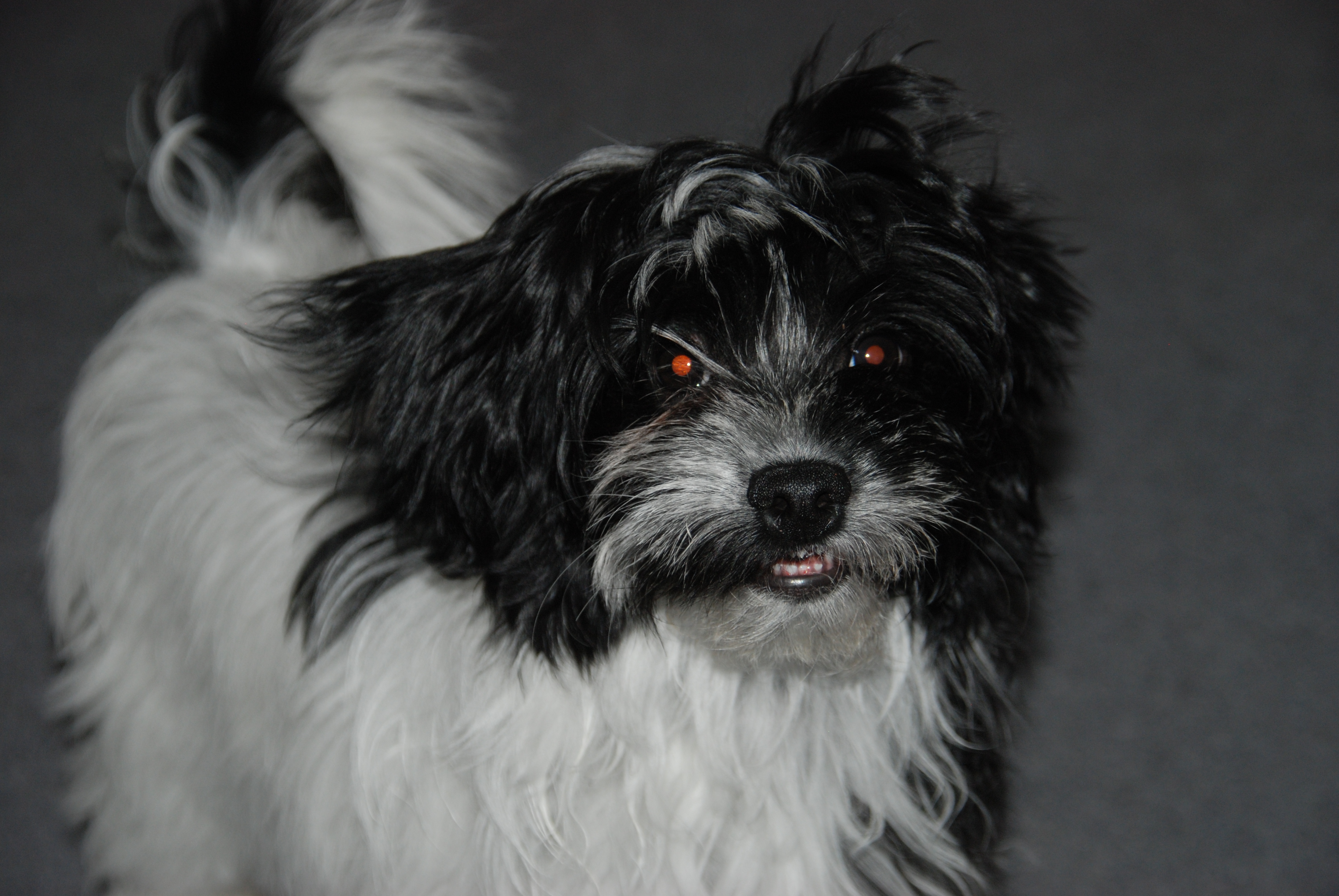 Havanese, Havana Silk Dog puppy Pictures