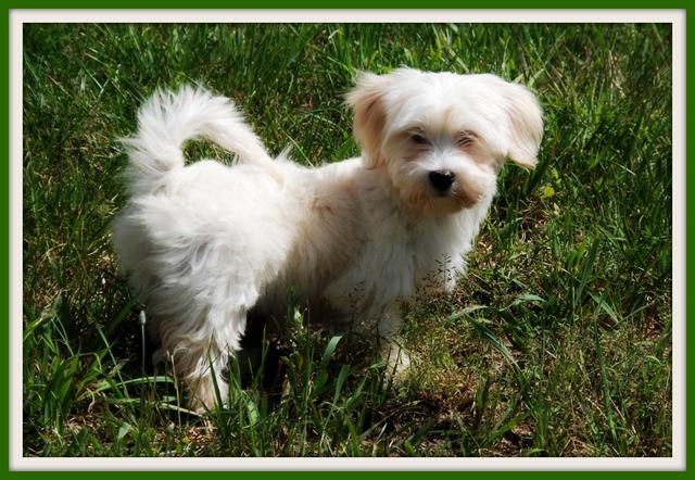 Havanese