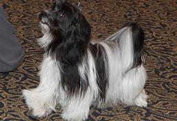 Havanese, Havana Silk Dog pictures