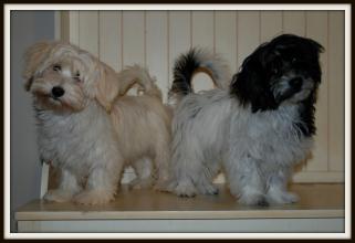 Havanese