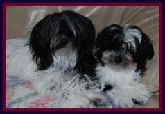 Havanese