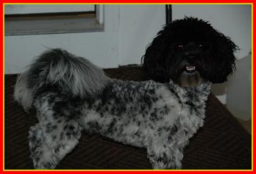 Havanese, Havana Silk Dog puppy pictures