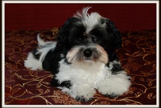 Havanese, Havana Silk Dog puppy Pictures