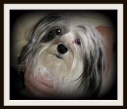 Havanese pictures