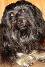 Havanese