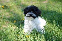 Havanese picture