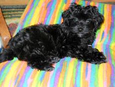 Havanese 