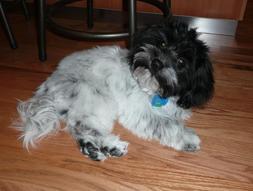 Havanese puppy cut