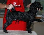 Havanese health tested