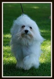Havanese puppies