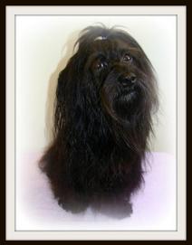 Havanese puppies