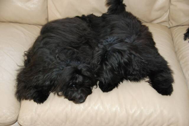 Havanese, Havanese Silk Dog pictures