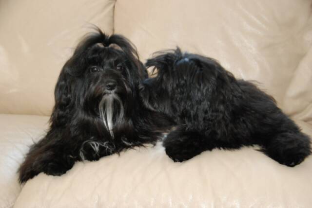 Havanese, Havana Silk pictures