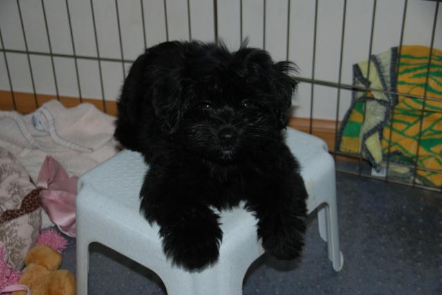 Havanese puppies